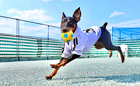 フェンスに囲まれた庭で元気に遊ぶ犬のためのドッグガーデン施工例